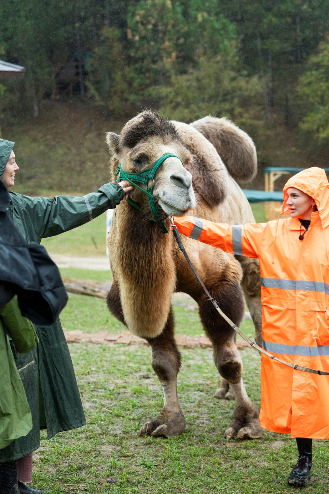 Deň 61 - Peter má imunitu, farmári ťavu!