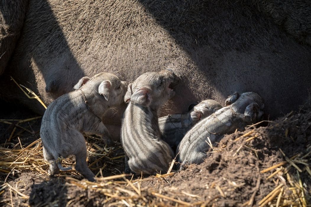 Cecilka vrhla mladé priamo pred zrakmi farmárov