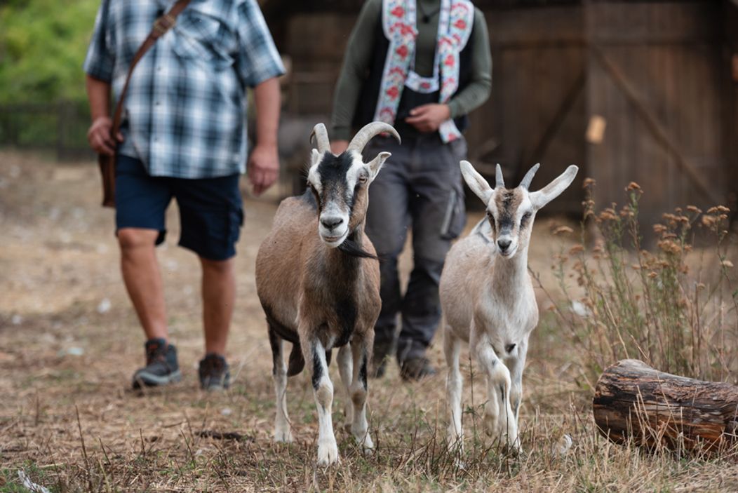 Piaty duel na Farme