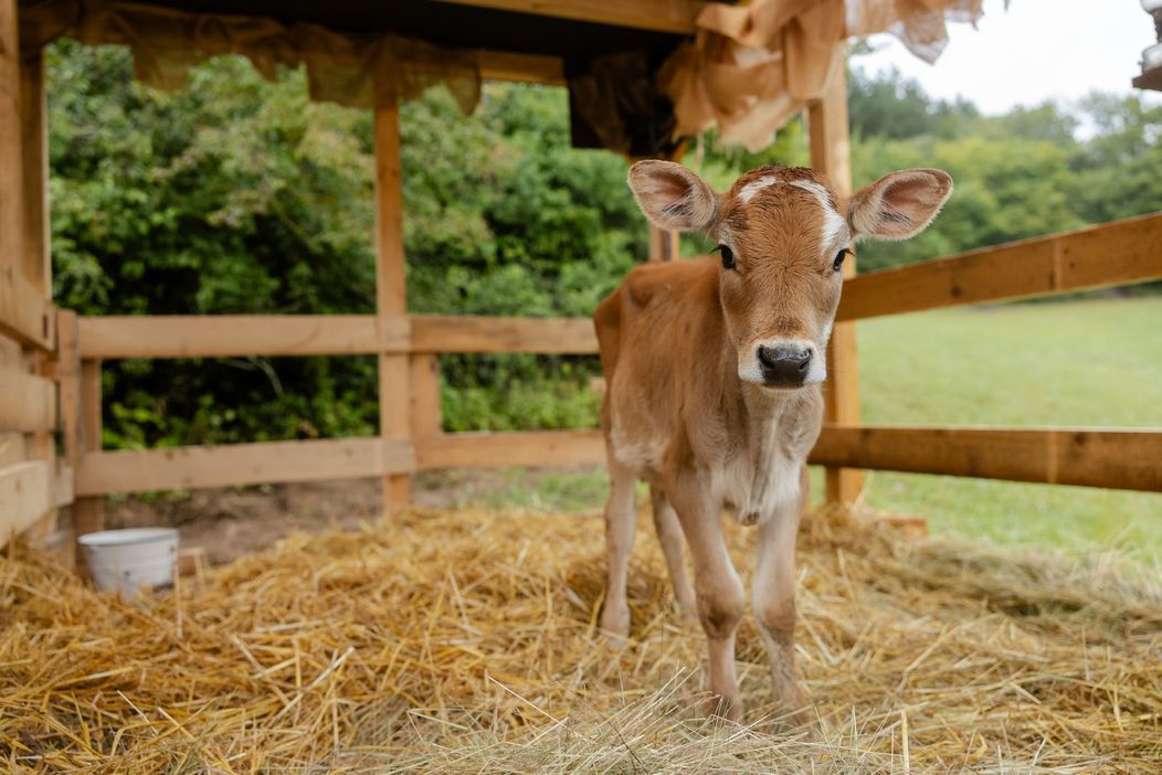 Farmári sa od začiatku budú starať aj o teliatko