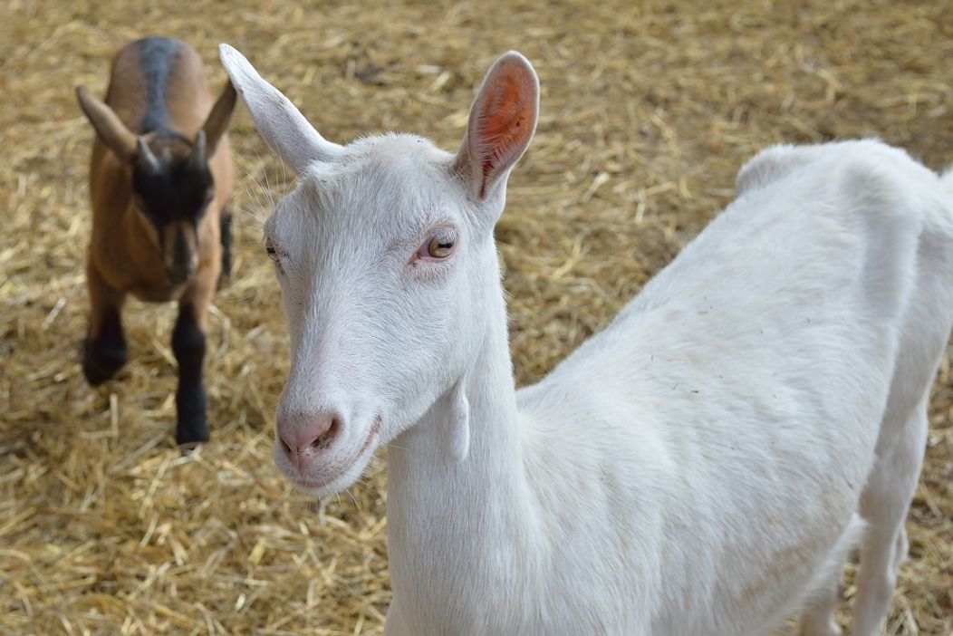 Malá kozička sa narodila priamo na Farme