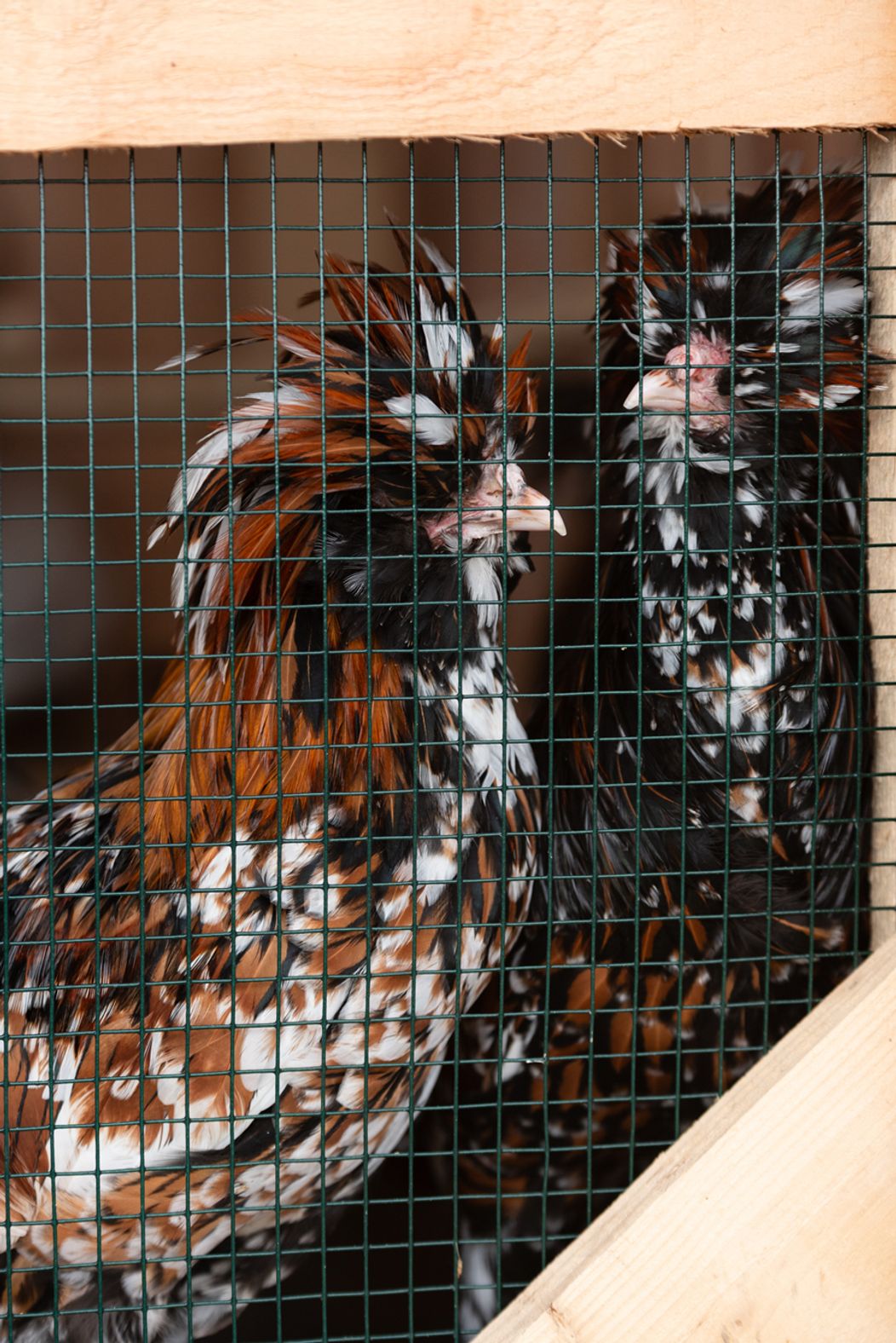 Piaty duel na Farme