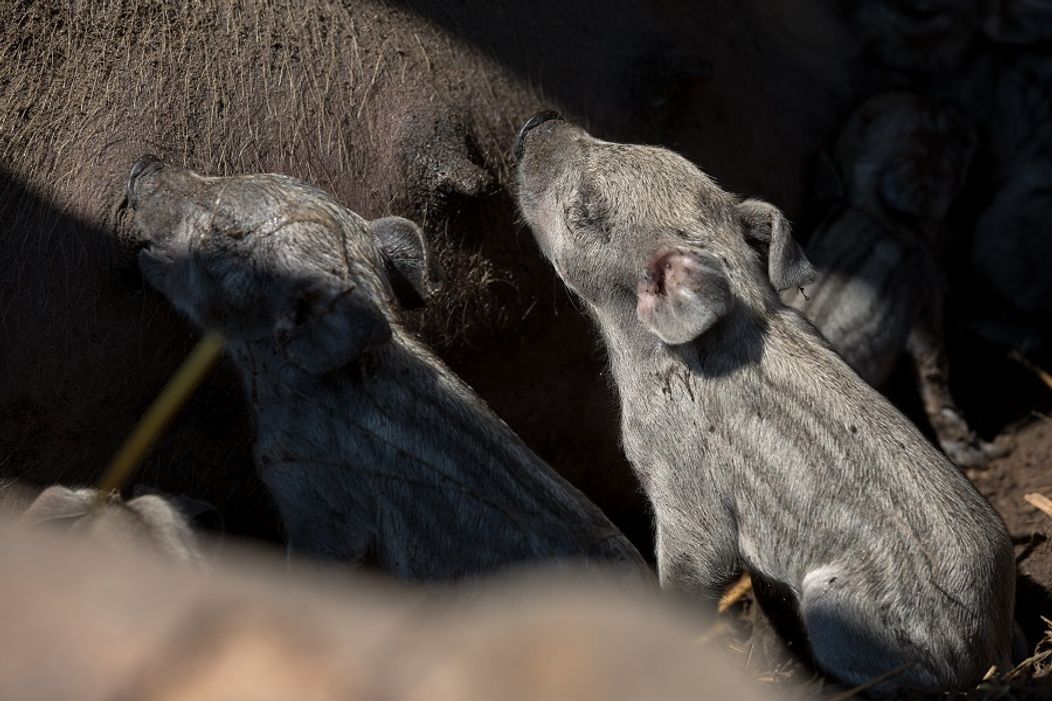 Cecilka vrhla mladé priamo pred zrakmi farmárov