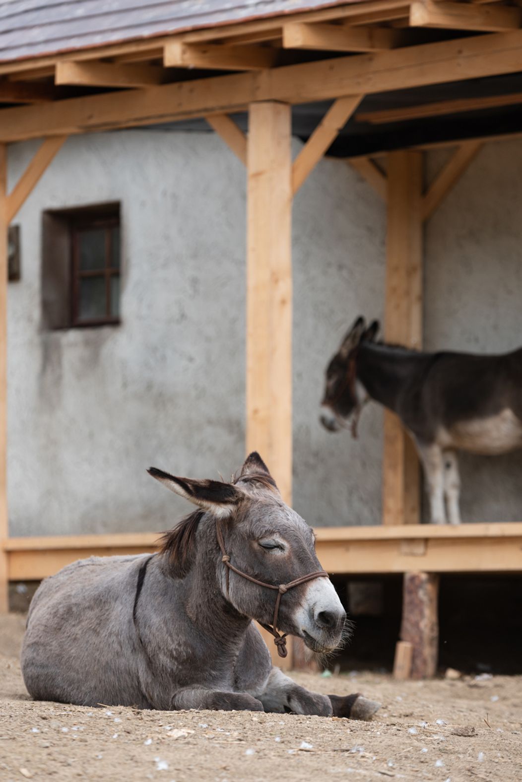 Piaty duel na Farme