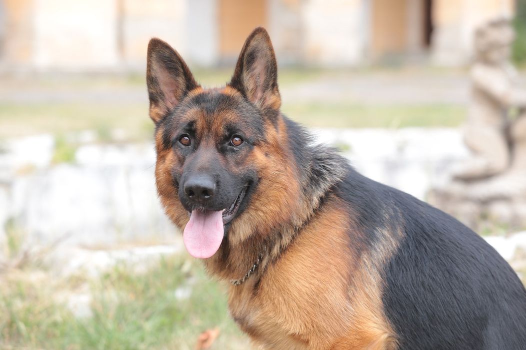 Rex