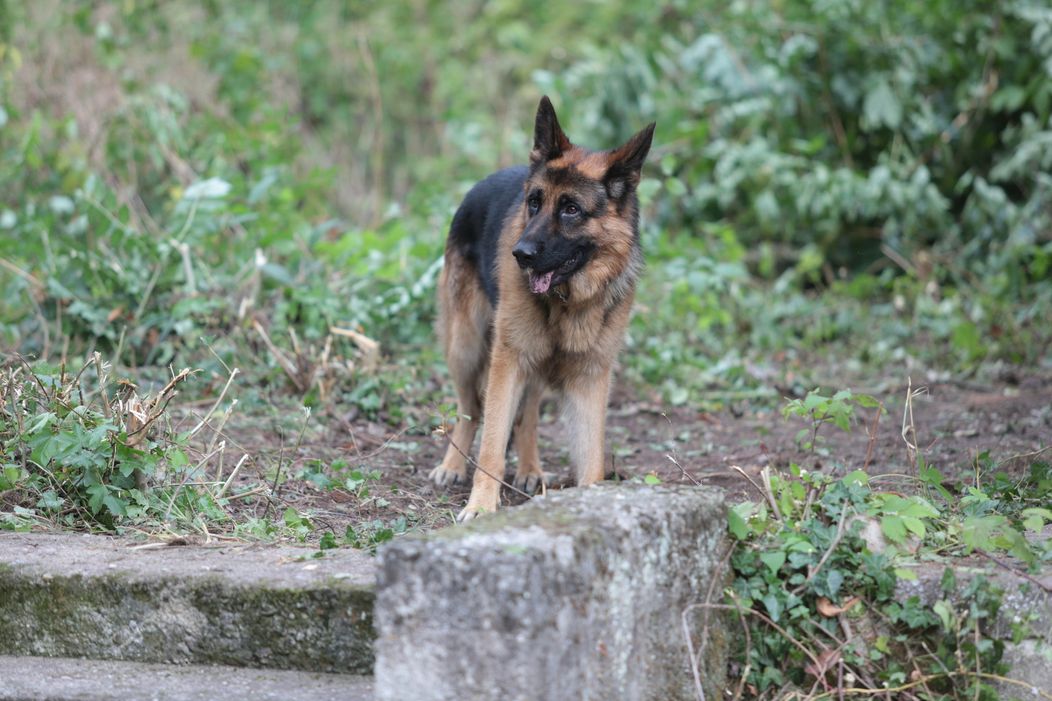 Rex