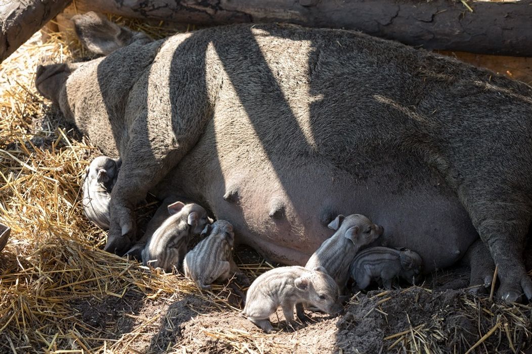 Cecilka vrhla mladé priamo pred zrakmi farmárov