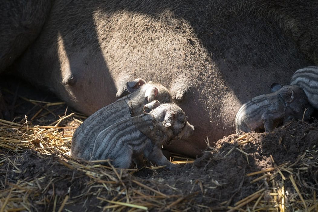 Cecilka vrhla mladé priamo pred zrakmi farmárov