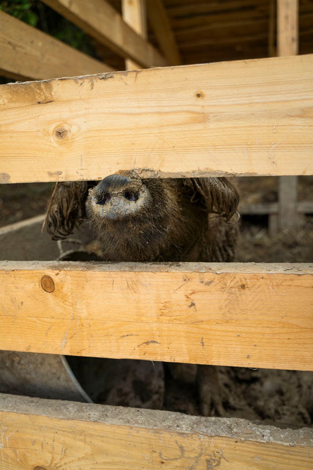 24. deň na Farme - Návšteva Igora Rattaja, dramatický súboj o diamant
