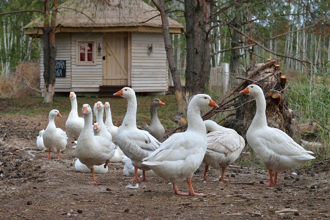 Tmavá hus Alžbetka je vodcom celého kŕdľa