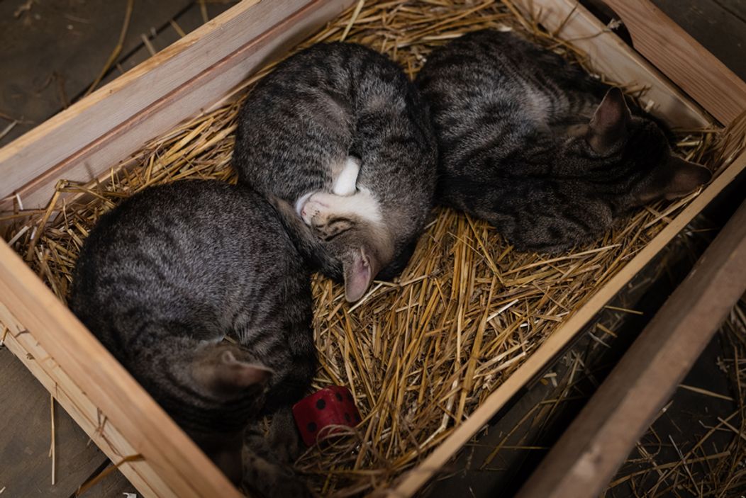 Piaty duel na Farme