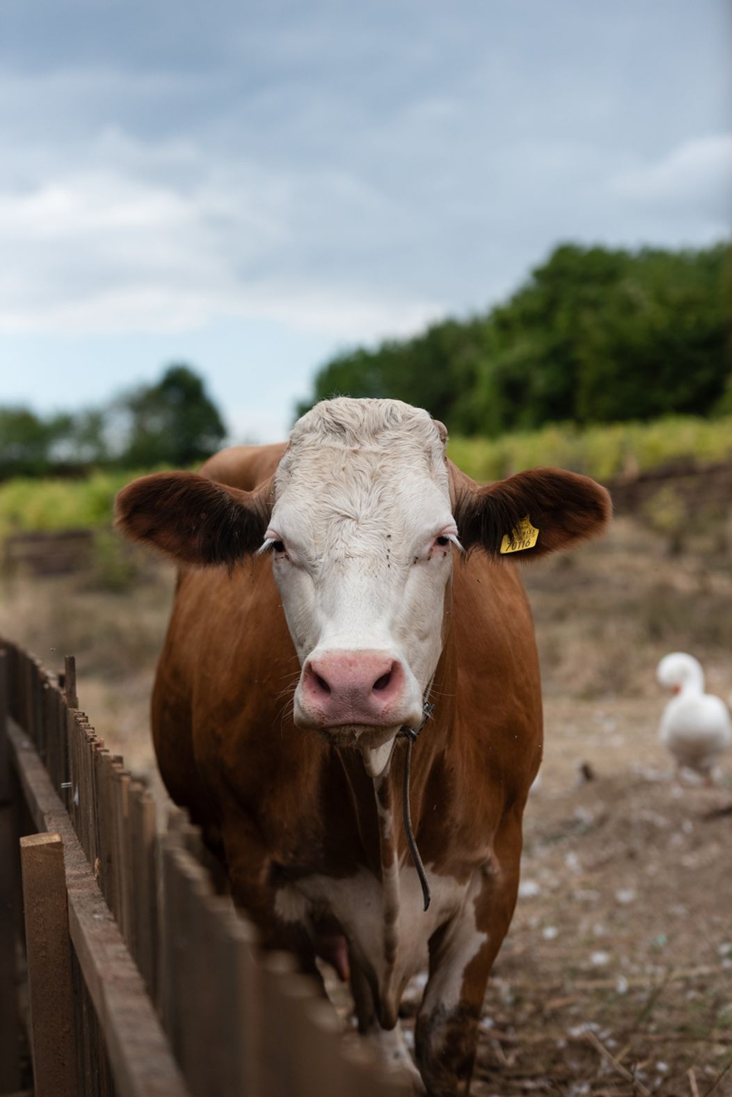 Piaty duel na Farme
