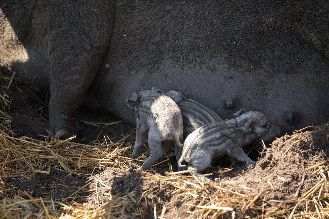 Cecilka vrhla mladé priamo pred zrakmi farmárov