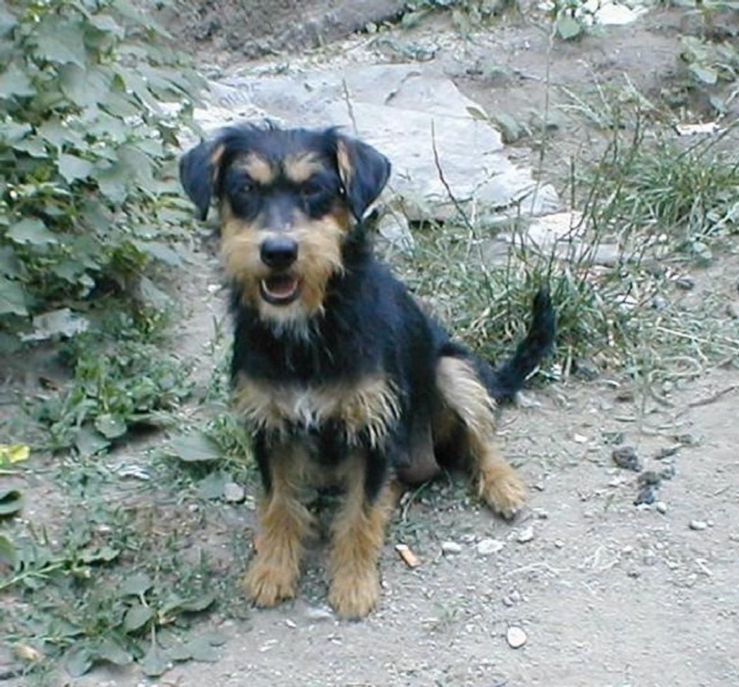 Psík Kira