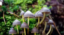 „Magické“ huby, ktoré rastú aj u nás, vyvolávajú stavy ako LSD. Háčik je v tom, že sa po nich môžete zblázniť