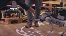 Technológia budúcnosti: Robotické psy ovládli Jamu a odchádzajú s investíciou