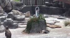 Tučniak Grape-kun zomrel po boku svojej lásky. Kreslenej postavičky