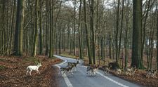 Lesná zver na jeseň na cestách