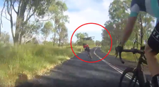 VIDEO: Kengura zákerne napadla cyklistku, tá zostala len nehybne ležať na zemi
