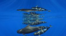 Súťaž Ocean Art pozná víťazov: Pozrite si najkrajšie snímky života pod hladinou