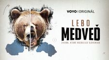 Slováci v tom majú jasno: Medveď do prírody patrí! Ale čo s tými, ktoré sa k ľuďom až priveľmi približujú?