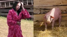Jej odkaz stále žije, aj keď už dávno nie je na Farme! Prasa si s ňou užilo peklo