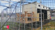 Krotiteľ šeliem v problémoch