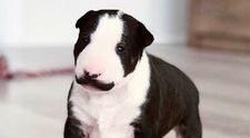 Šteniatko je hitom na internete. Uhádnete, na koho sa podobá?