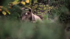Útoky medveďov pribúdajú: Ľudia chcú vziať spravodlivosť do vlastných rúk