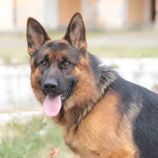 Rex