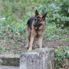 Rex