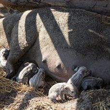 Cecilka vrhla mladé priamo pred zrakmi farmárov