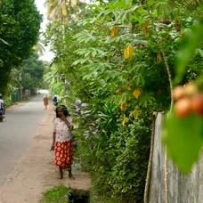 Pokračovanie Ruže pre nevestu na exotickej Srí Lanke