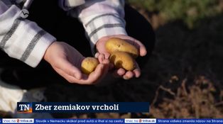 Zber zemiakov vrcholí