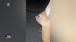 Sú stíhaní za pytliactvo a výtržníctvo