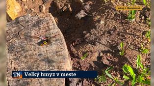 Veľký hmyz v meste