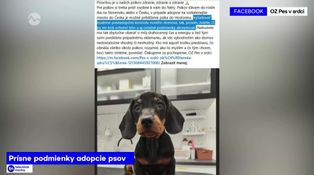 Prísne podmienky adopcie psov