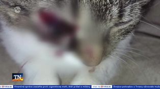Mačky terčom neznámeho strelca