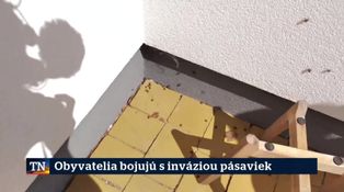 Obyvatelia bojujú s inváziou pásaviek