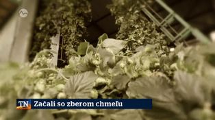 Začali so zberom chmeľu