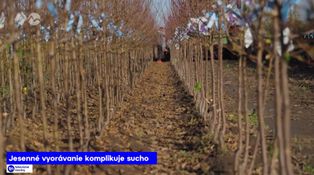 Jesenné vyorávanie komplikuje sucho