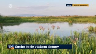 Sucho berie vtákom domov