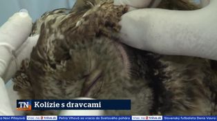 Kolízie s dravcami