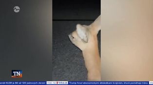 Sú stíhaní za pytliactvo a výtržníctvo