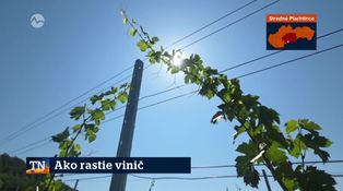 Ako rastie vinič