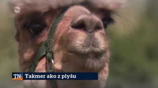 Takmer ako z plyšu