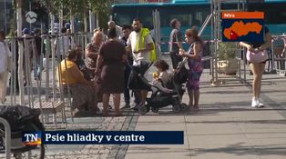 Psie hliadky v centre