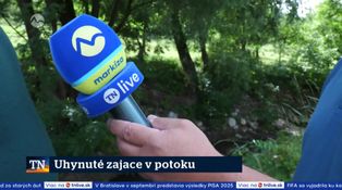 Uhynuté zajace v potoku