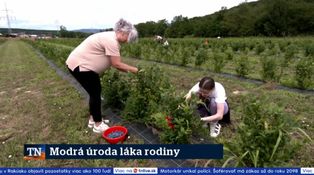 Modrá úroda láka rodiny