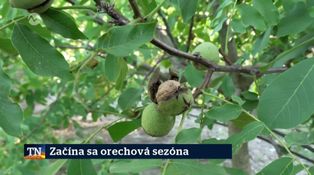 Začína sa orechová sezóna